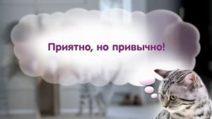 Whiskas® - Насколько Вы предсказуемы?