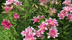 Махровые восточные лилии Roselily ‘Natalia’ в саду