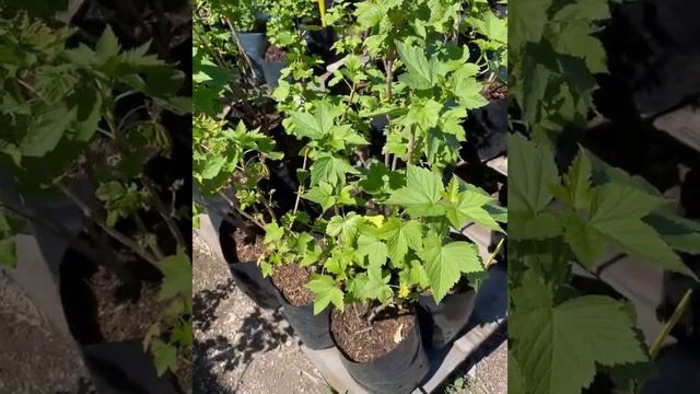 Чёрная смородина сорт Наследница