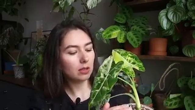 Любимые РАСТЕНИЯ июня 2023 / ОБЗОР 10 любимых растений из КОЛЛЕКЦИИ