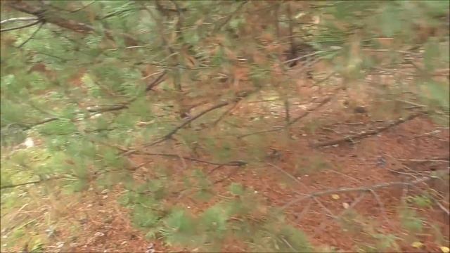 РЫЖИКИ. Грибы в ноябре смотреть онлайн