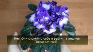 Нужно ли удалять отцветшие цветы у фиалки? Как удалить цветоносы у фиалки?