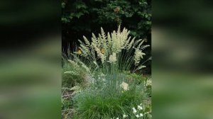 Колерия сизая