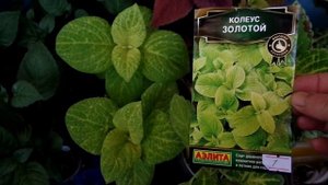 Колеус из семян: продолжение и выводы