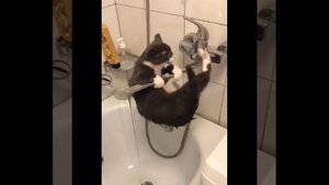 Кот ревнует хозяйку к другому коту! Смешные моменты с животными из Тик Ток