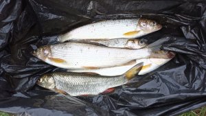 Вечерний улов хариуса и голавля на поплавочную удочку с обманкой