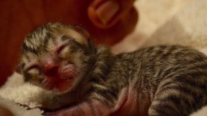 Крошечный котенок, найденный на улице, оказывается не тем, кем казался