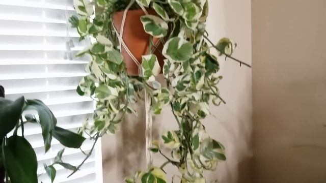 Pothos Plant care and How to Style смотреть онлайн