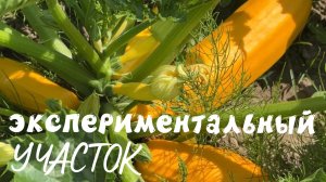 Показываем свой экспериментальный участок