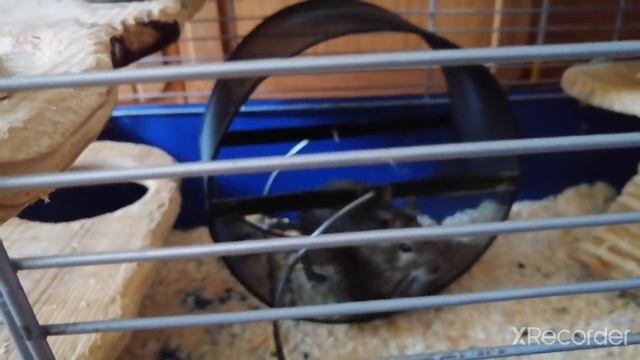 Белка Дегу в домашних условиях /Squirell Degu at home смотреть онлайн