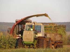 Polesie-280 and T-150K tractor, silage /// Полесье-280 и трактор Т-150К, заготовка силоса