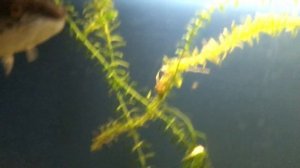 Змееголов краснополосый,содержание,кормление.