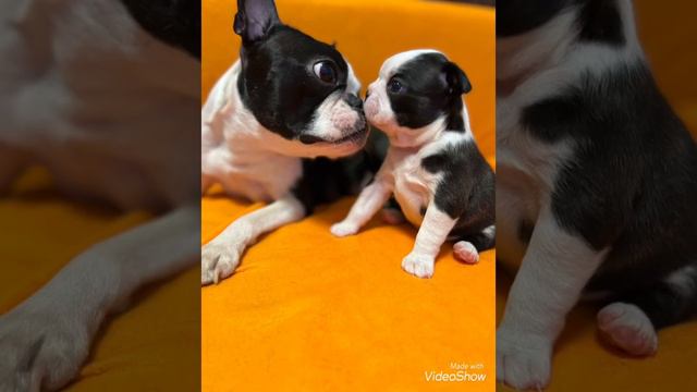 Бостон терьер зенки фото #bostonterrier #бостонтерьер #puppy #bostonterrierlove #bostonterrierpuppy