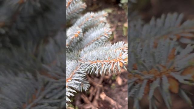 ЕЛЬ КОЛЮЧАЯ “GLAUCA GLOBOSA”ОСЕНЬЮ