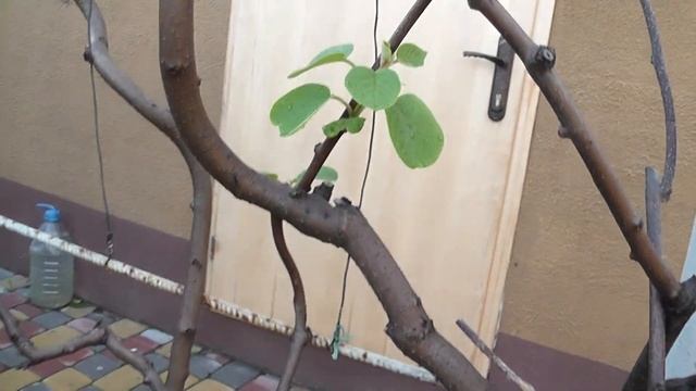 Выращивание киви в открытом грунте! смотреть онлайн