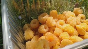 Малина Жёлтый гигант, первый сбор. 05. 07. 2023