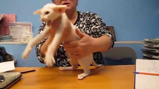 Белые ориенталы. Принц Флоризель