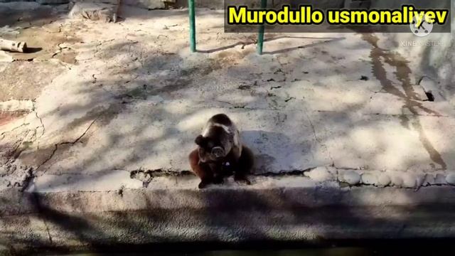 #zoopark_tashkent TOSHKENT ZOOPARK 150dan Ortiq Xayvonlar Borekan. ?