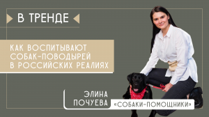 О воспитании собак-поводырей, работе НКО, частных пожертвованиях и помощи бизнеса | В тренде