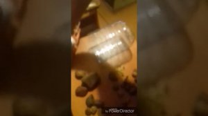 Домик для Семёна- птеригоплихта ( парчевый сом)