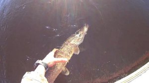 Рыбалка на Вуоксе 2019