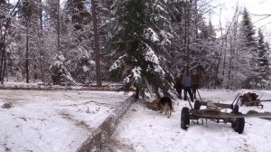 Коні мої, коні лошади тяжеловозы в работе Konie zimnokrwiste w lesie  horse, heavy-duty