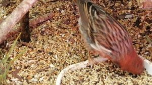 Сибирская чечевица