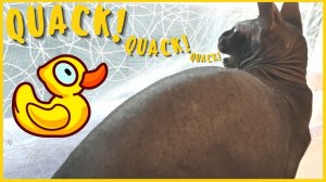 Крякающая кошка. Она разочарована?