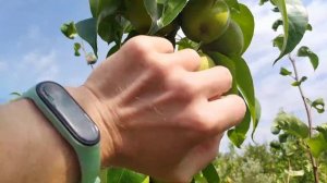 Азиатские груши на подвое s1 через совместимую вставку. Результаты после 4 лет.