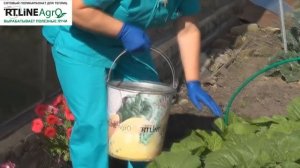 ? Подкормка в период формирования качана пекинской капусты. Выращиваем капусту пекинскую.