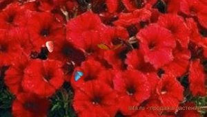 Петуния миллифлора Пикобелла Ред (pikobella red) ? обзор: как сажать, семена петунии Пикобелла Ред