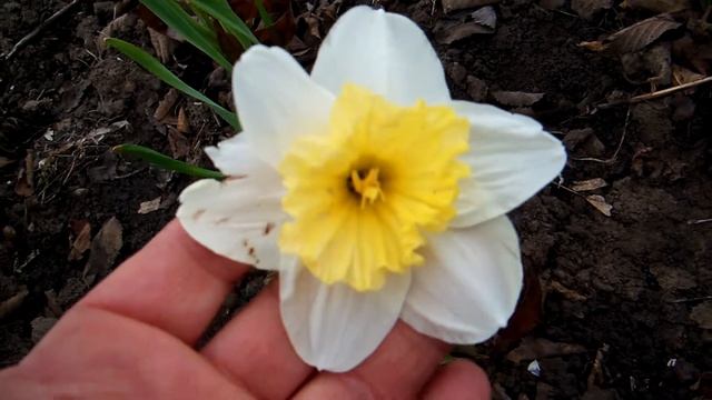 Айс Фоллис. Крупнокорончатый нарцисс. смотреть онлайн