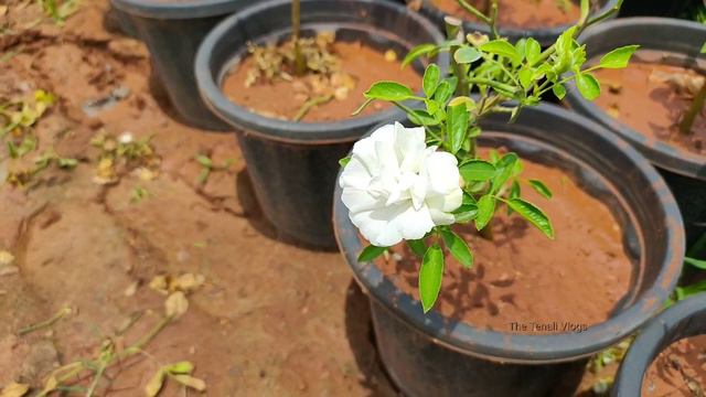 గార్డెన్స్ చూద్దాం రండి... #garden #green #nature #flowers #roses #thetenalivlogs #gardenvlog смотреть онлайн
