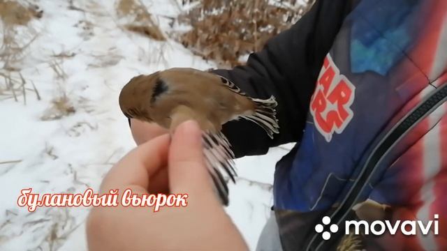 Мои певчие птицы! /Щегол/ Королевский вьюрок/Репел/Булановый вьюрок/Коноплянка/Чиж/* My songbirds*!