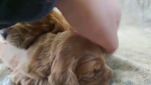 Английские кокер спаниели мальчики 2 недели