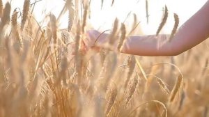 Пшеница в поле. Солнечный день. Рука. Футаж