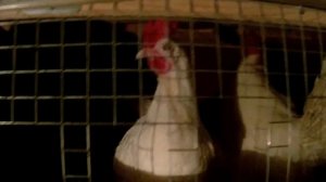 Клетка для кур несушек