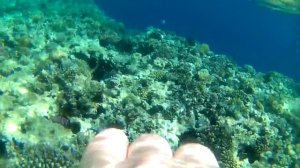 Snorkelen Sharm el Naga (Egypte) november 2015