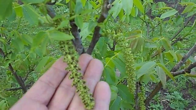 КАК ЦВЕТЁТ ГРЕЦКИЙ ОРЕХ СОРТ КОЧЕРЖЕНКО ДЕРЕВУ 4 ГОДА