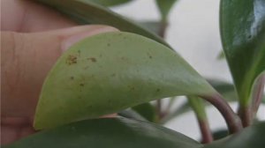 Пеперомия — уход за цветком в домашних условиях