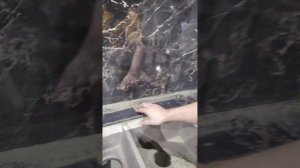 Сборка и монтаж кухонного гарнитура с HPl столешницей