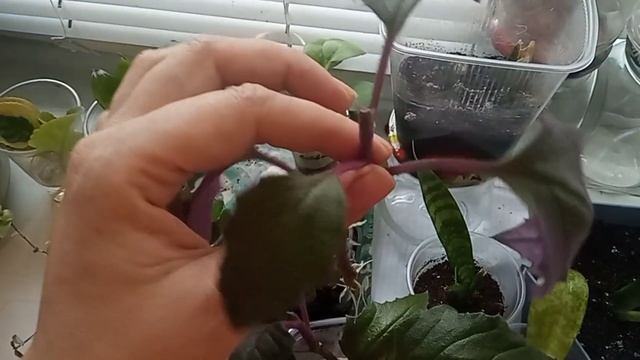 Новые растения))полки или окно!? смотреть онлайн