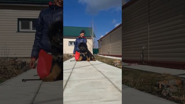 Тибетский мастиф. кобель. продажа ! смотреть онлайн