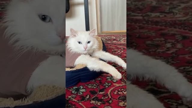 ИСТОРИЯ СПАСЕНИЯ ЗЕФИРА смотреть онлайн