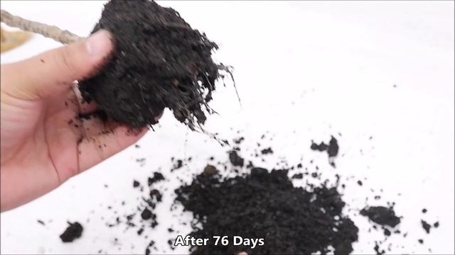 How to Grow and Care Cordyline Fruticosa Kiwi from Cuttings смотреть онлайн