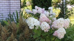 Гортензия метельчатая. Сравнение сортов осенью. Было-стало. Осенний уход.