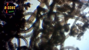 ДИСКУСЫ. ДВЕ КАПЛИ ВОДЫ И ХЛОРАМИН "Т"