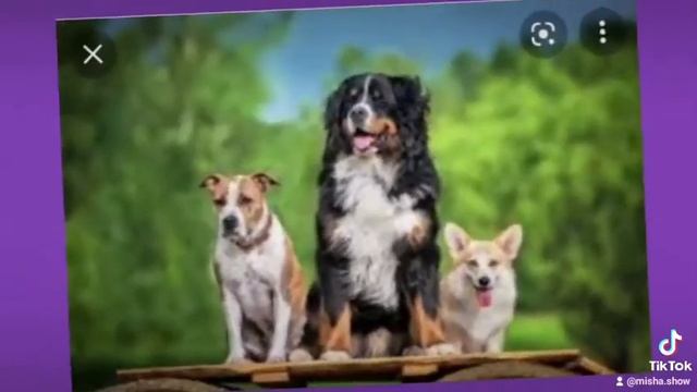 собаки+полька cover смотреть онлайн