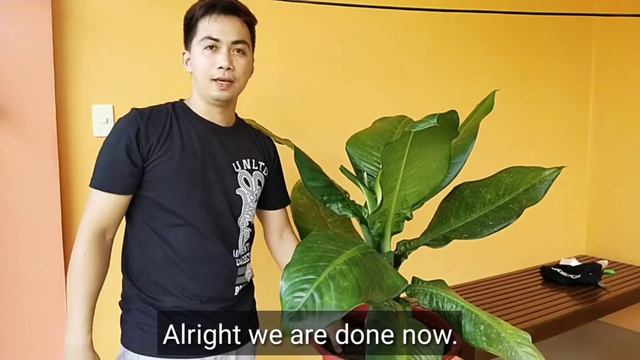 GIANT ELEPHANT EAR/How to Propagate Dieffenbachia Longispatha/ Elephant Ear