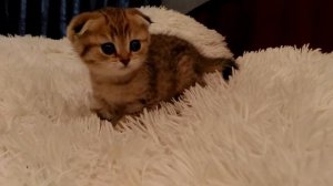 Шотландская кошка. Золотая шиншилла